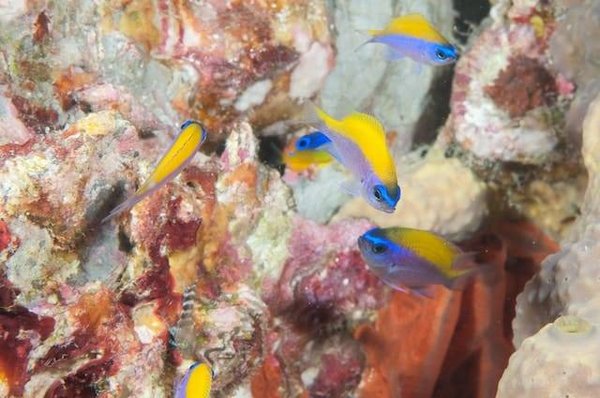 10 Actions concrètes pour réduire son impact sur l'écosystème océanique